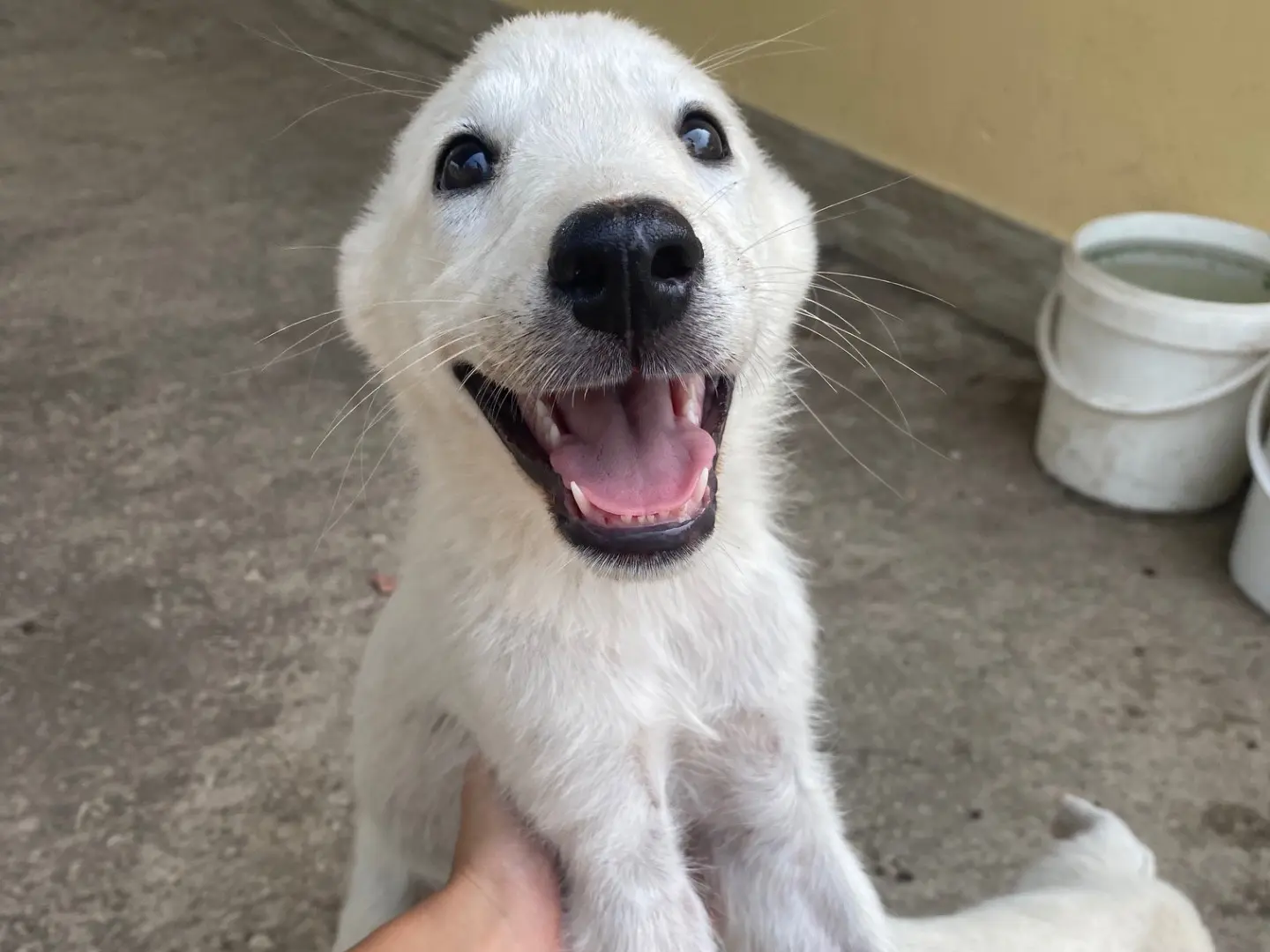 Adozione cane, femmina, Razza sconosciuta Razza sconosciuta, 4 mesi, taglia media, Ragusa