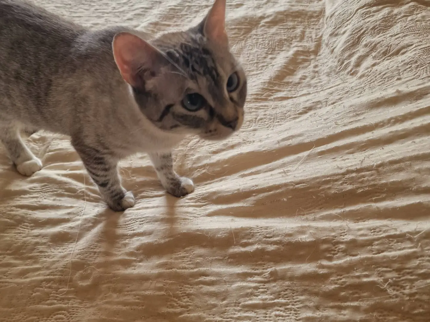 Adozione gatto, femmina, Razza sconosciuta Razza sconosciuta, 4 anni e 6 mesi, taglia non valida, Napoli