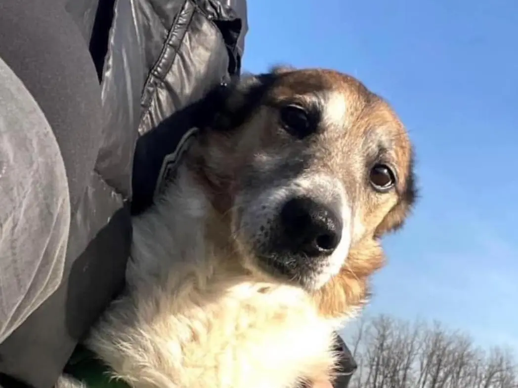 Vuoi adottare un cane a Bergamo?