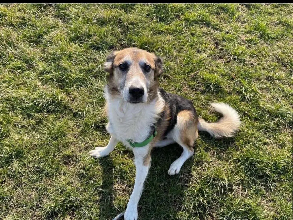 Adotta il cane SPILLO a Bergamo