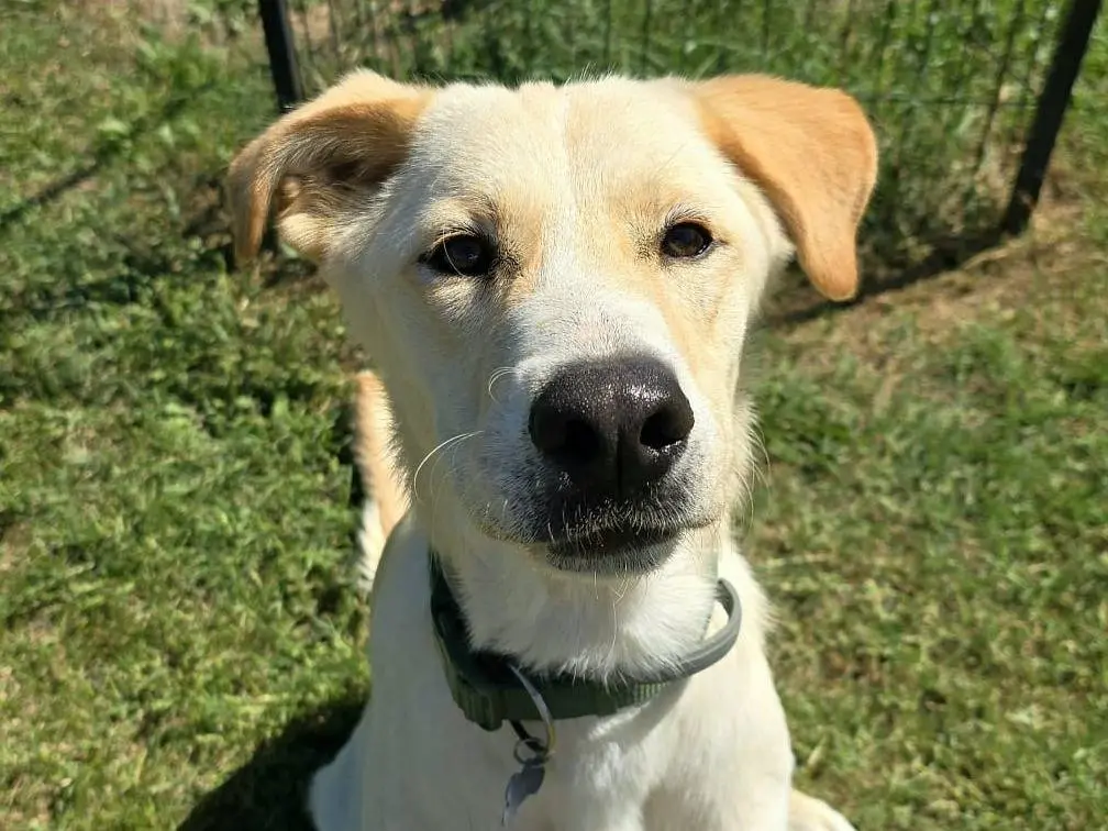Adotta un cane, maschio, 1 anno e 4 mesi, Frosinone