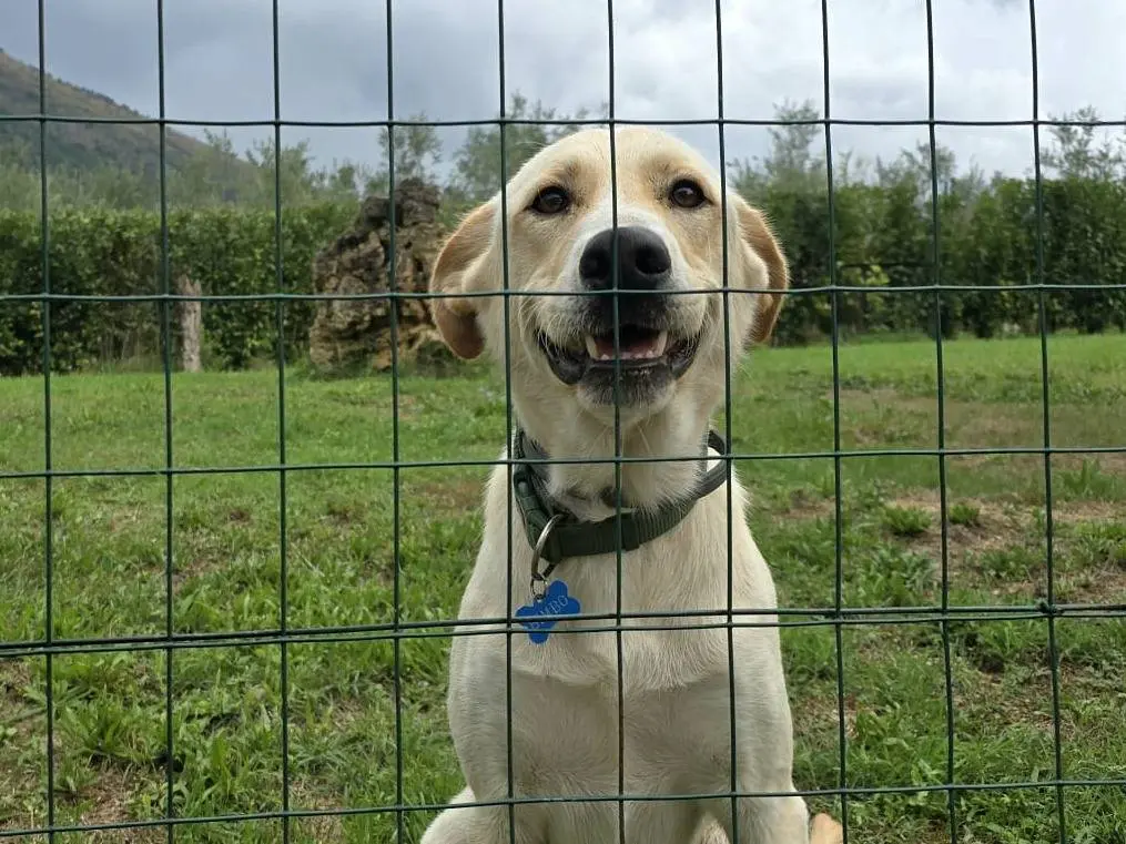 Adotta il cane Yago a Frosinone