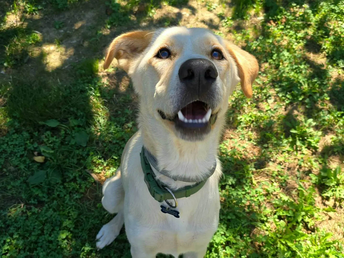 Vuoi adottare un cane a Frosinone?