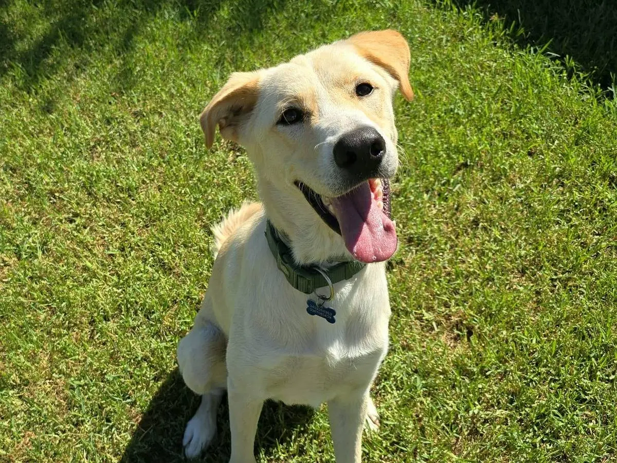 Adotta un cane, taglia media, maschio, Frosinone