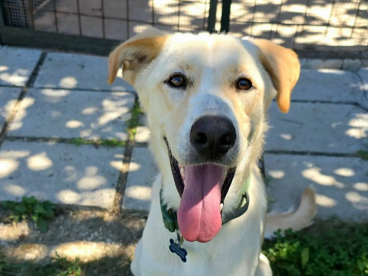 Adozione cane, maschio, Razza sconosciuta Razza sconosciuta, 1 anno e 4 mesi, taglia media, Frosinone