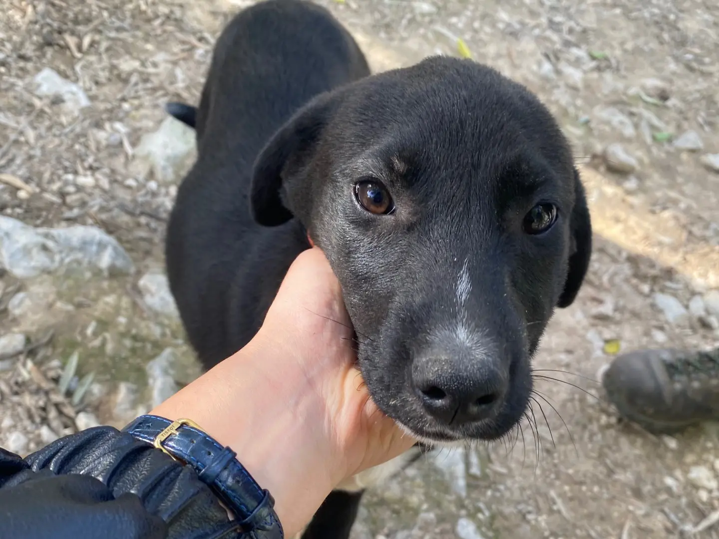 Adozione cane, femmina, Razza sconosciuta Razza sconosciuta, 1 anno e 3 mesi, taglia media, Ragusa