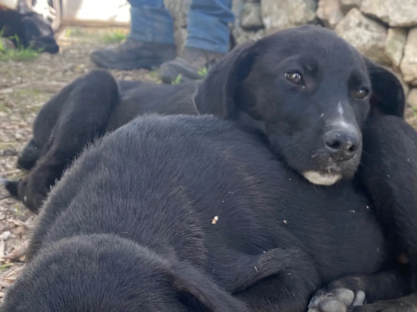Adotta un cane, femmina, 1 anno e 3 mesi, Ragusa