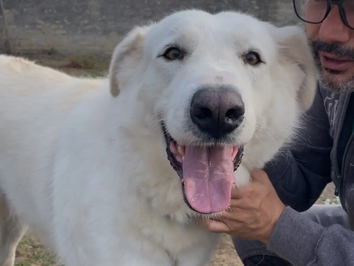 Adotta un cane, maschio, 3 anni e 1 mese, Caserta