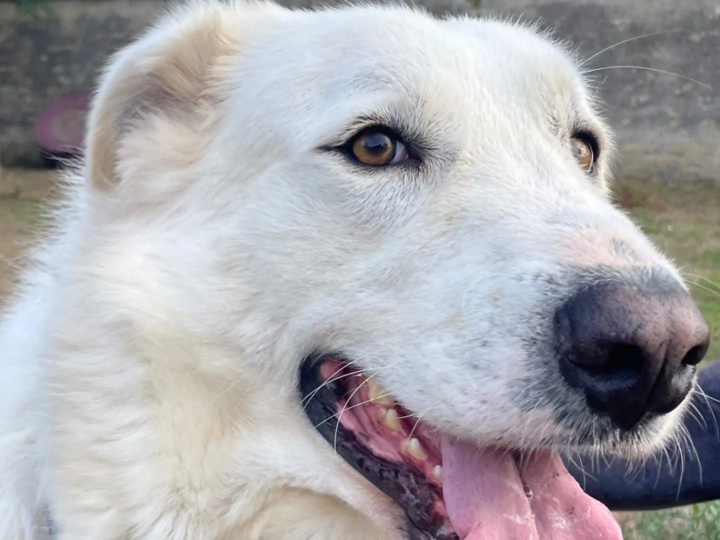 Vuoi adottare un cane a Caserta?