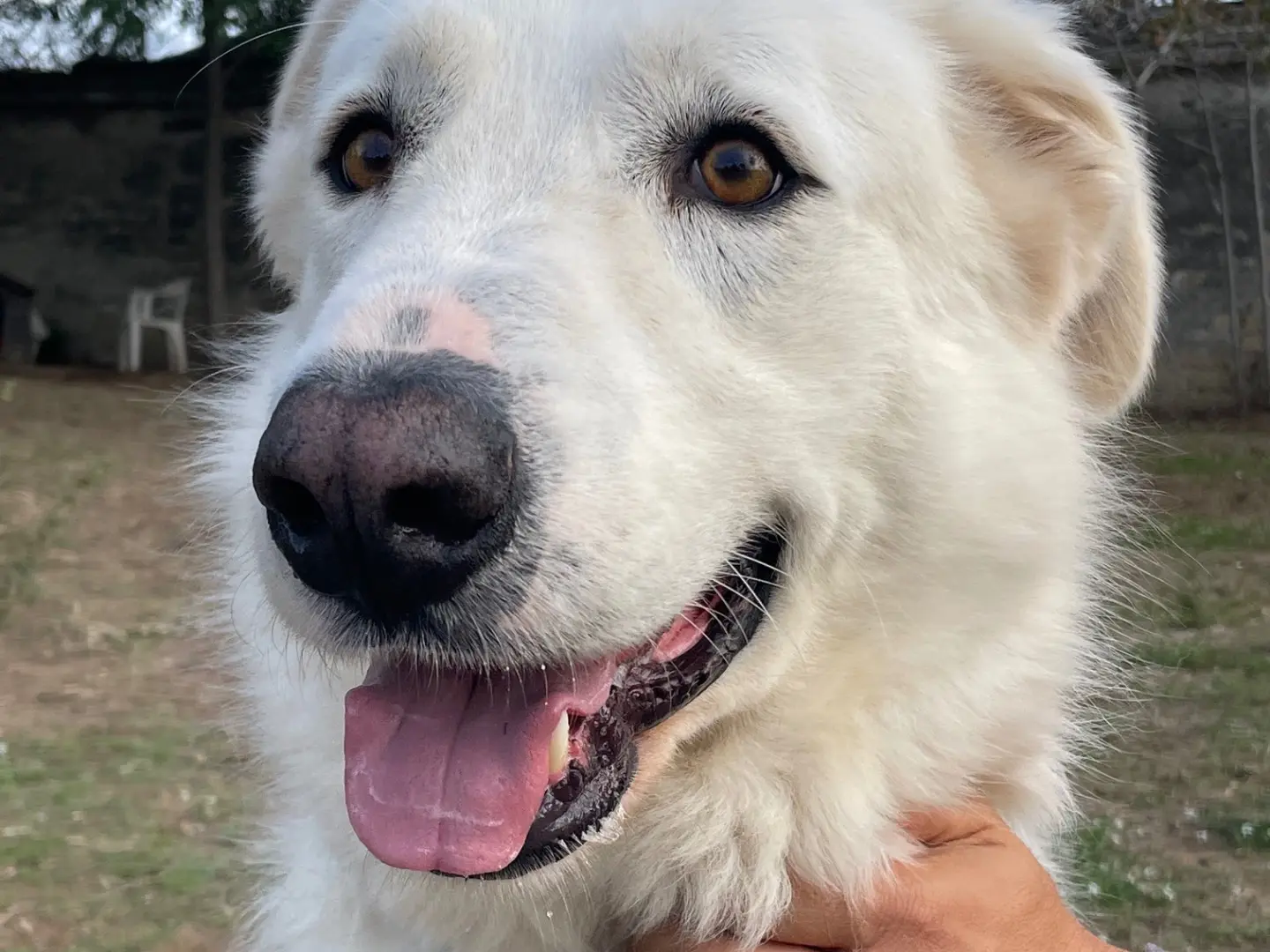 Adozione cane, maschio, Pastore maremmano Razza sconosciuta, 3 anni e 1 mese, taglia grande, Caserta