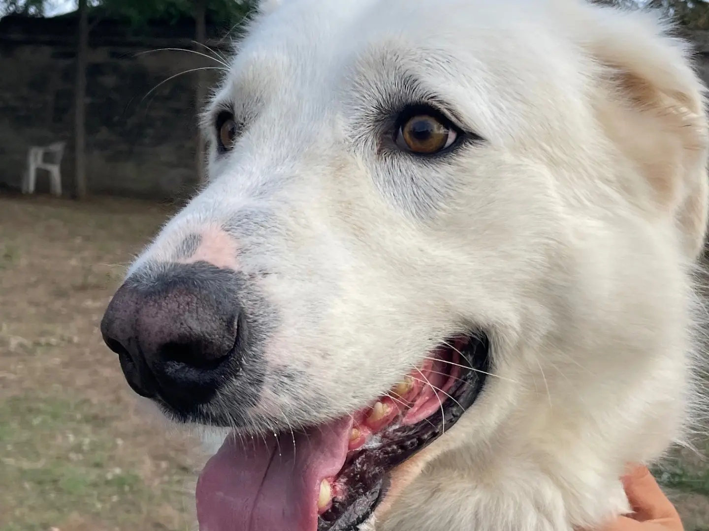 Adotta un cane, taglia grande, maschio, Caserta