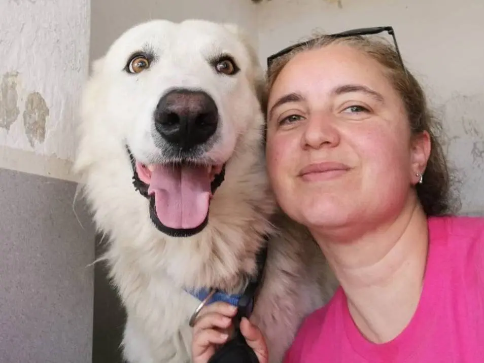 Adotta il cane KING a Caserta