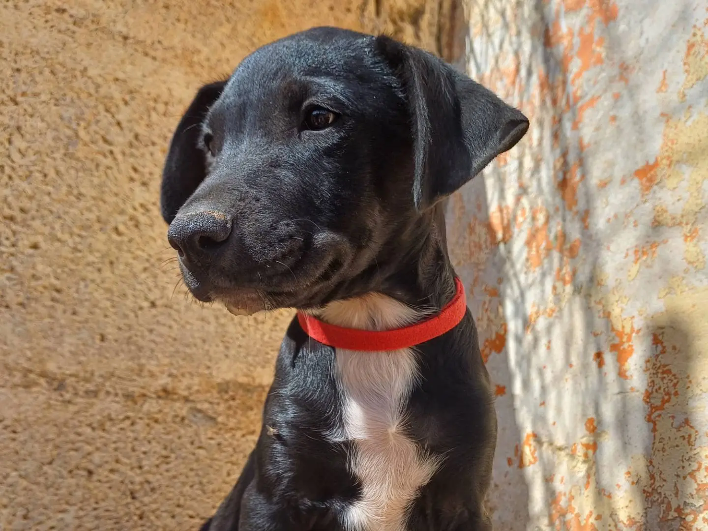 Adotta il cane Maui a Lecce