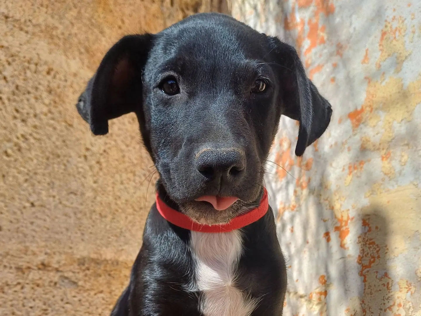 Adozione cane, maschio, Razza sconosciuta Razza sconosciuta, 2 mesi, taglia media contenuta, Lecce