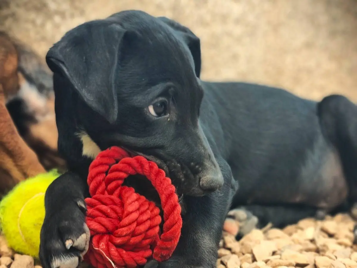 Adotta un cane, taglia media contenuta, maschio, Lecce