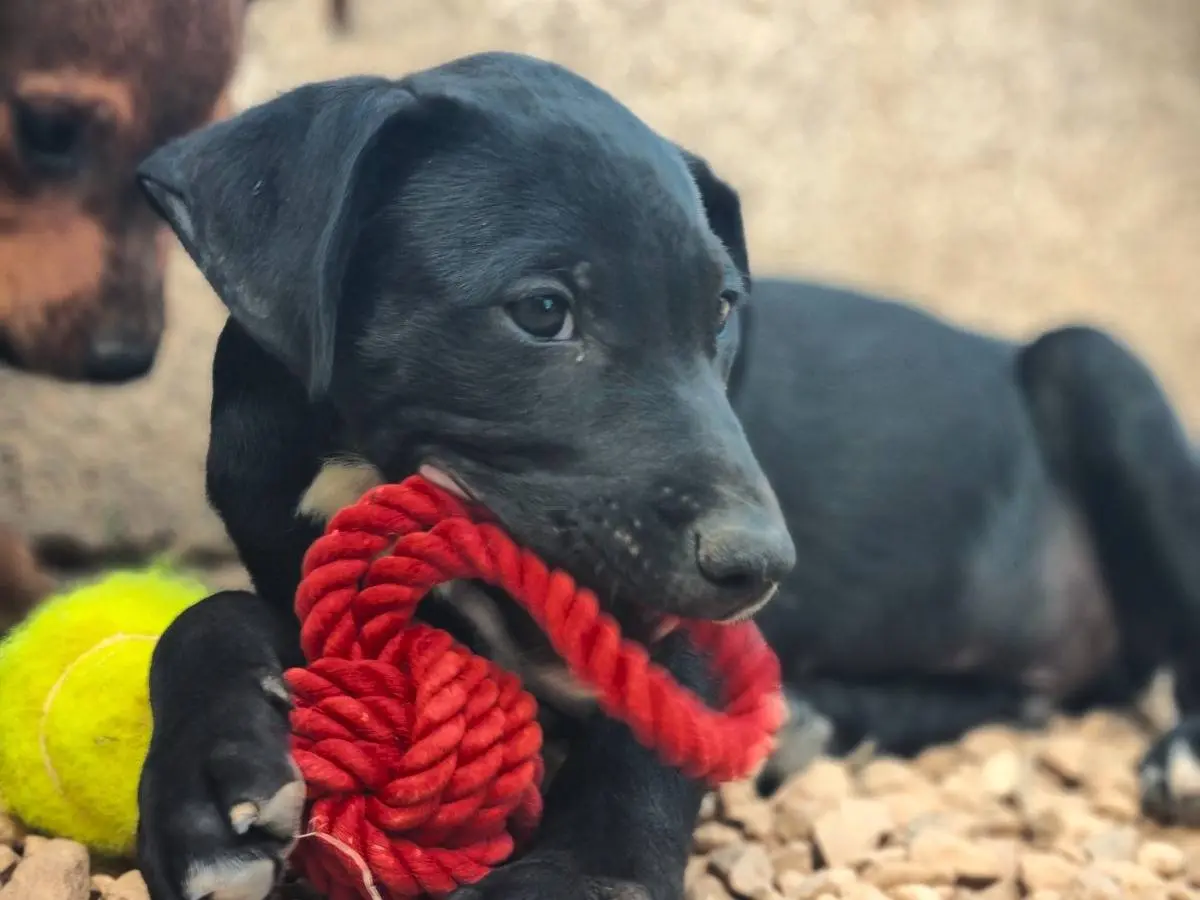 Adotta un cane, maschio, 2 mesi, Lecce