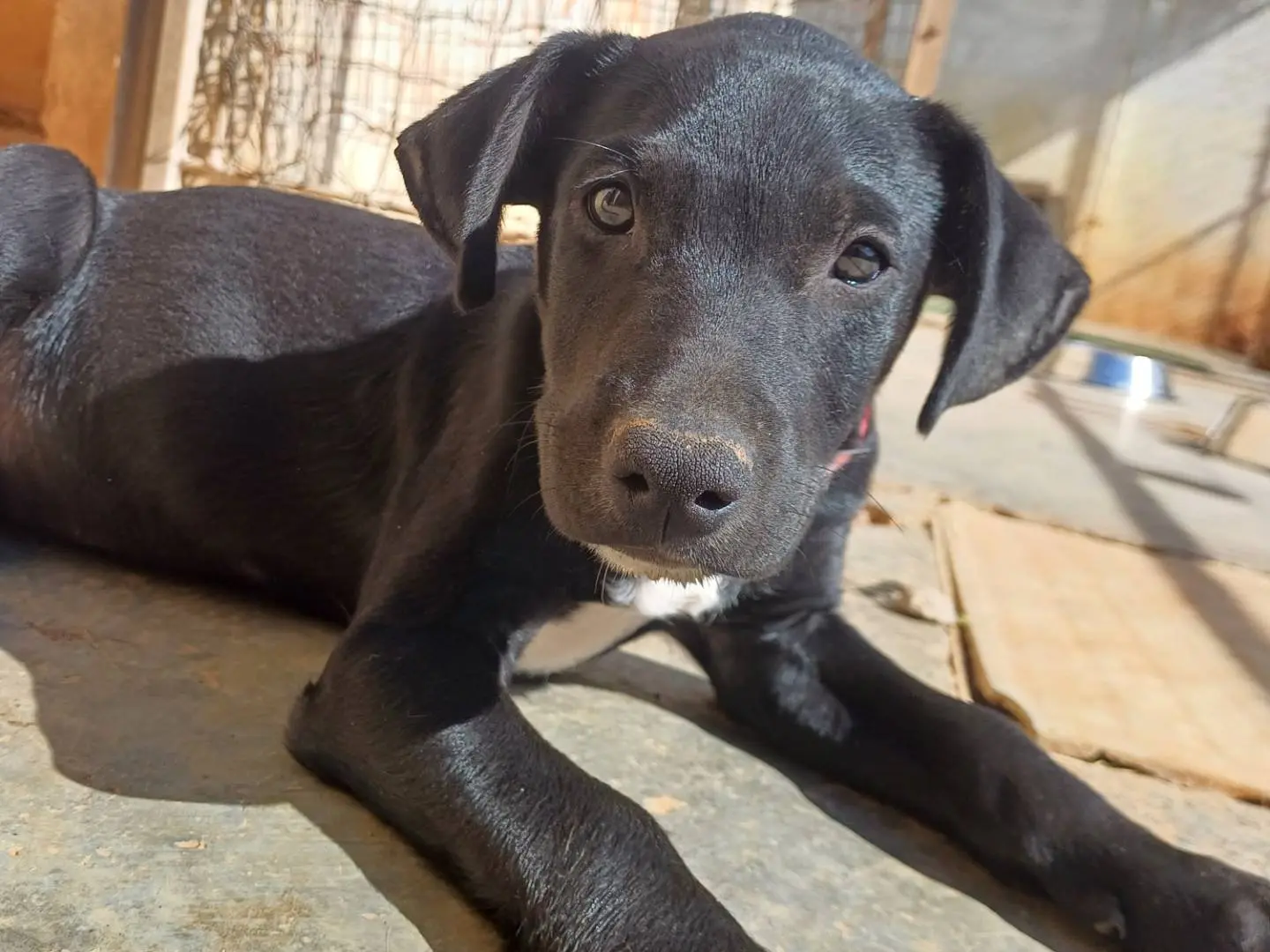 Vuoi adottare un cane a Lecce?