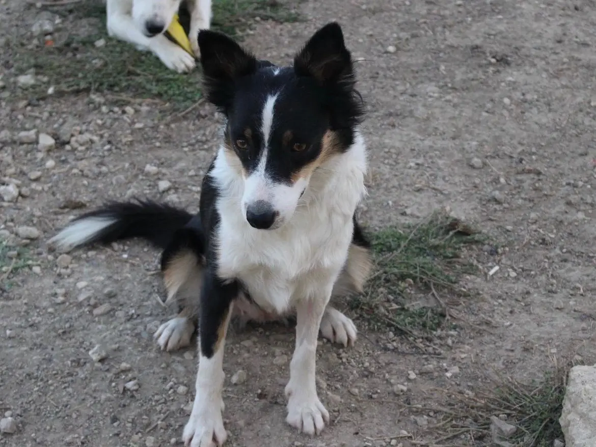Adotta il cane Ambra a Caltanissetta