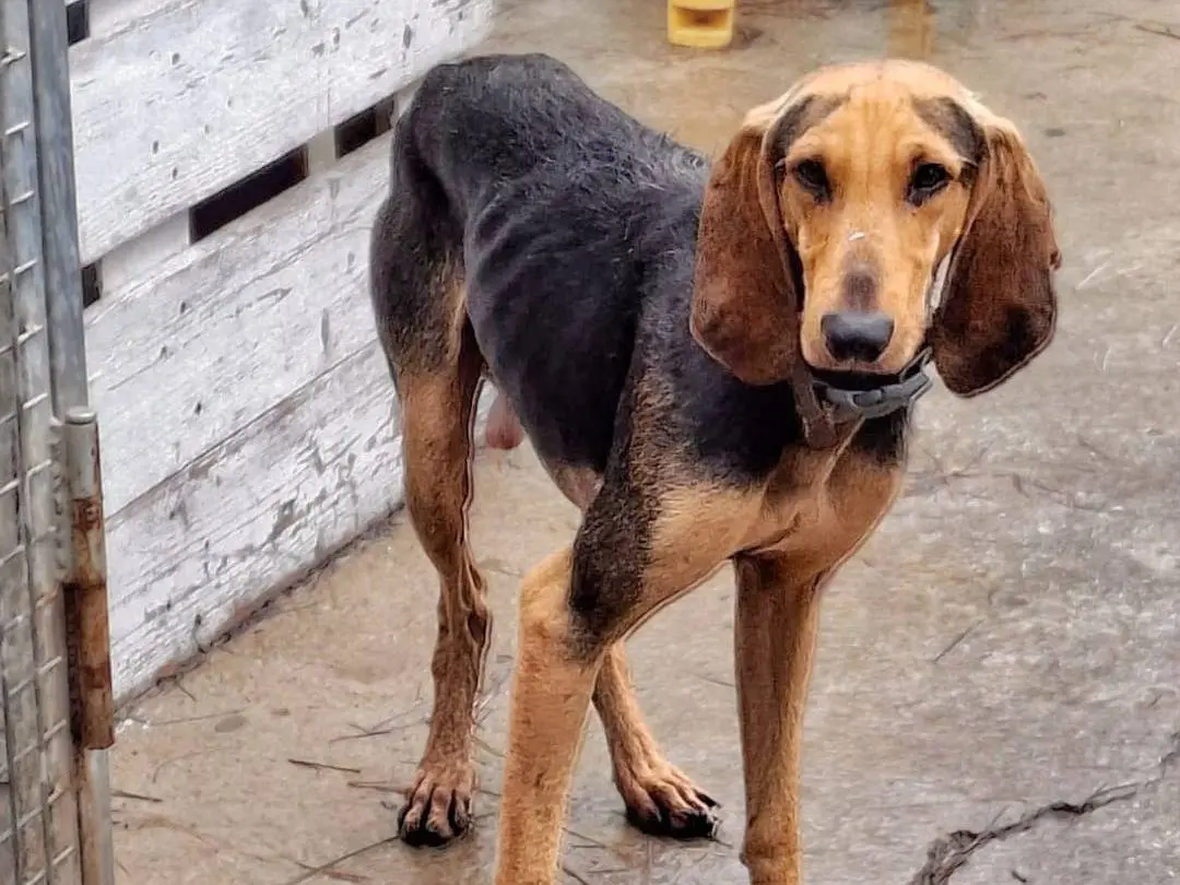 Vuoi adottare un cane a Crotone?