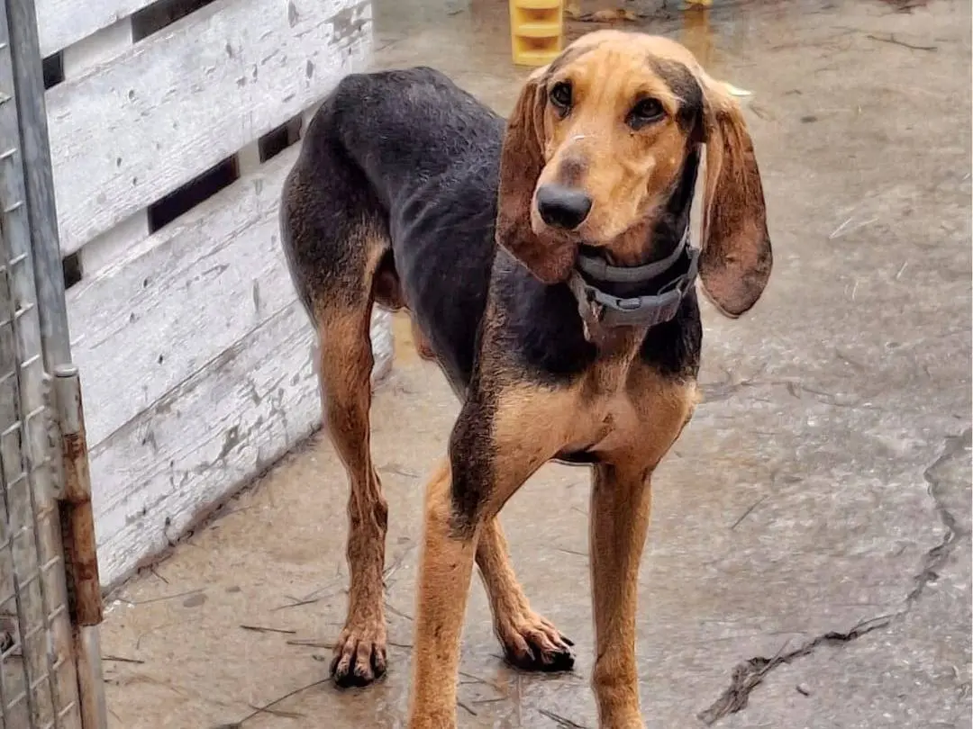 Adotta un cane, taglia media contenuta, maschio, Crotone