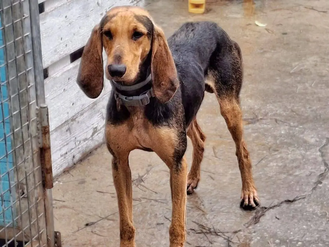 Adotta un cane, maschio, 3 anni e 1 mese, Crotone
