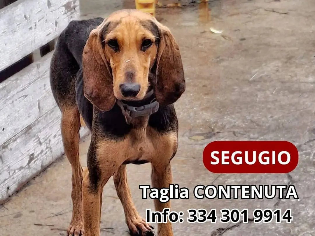 Adozione cane, maschio, Segugio Razza sconosciuta, 3 anni e 1 mese, taglia media contenuta, Crotone