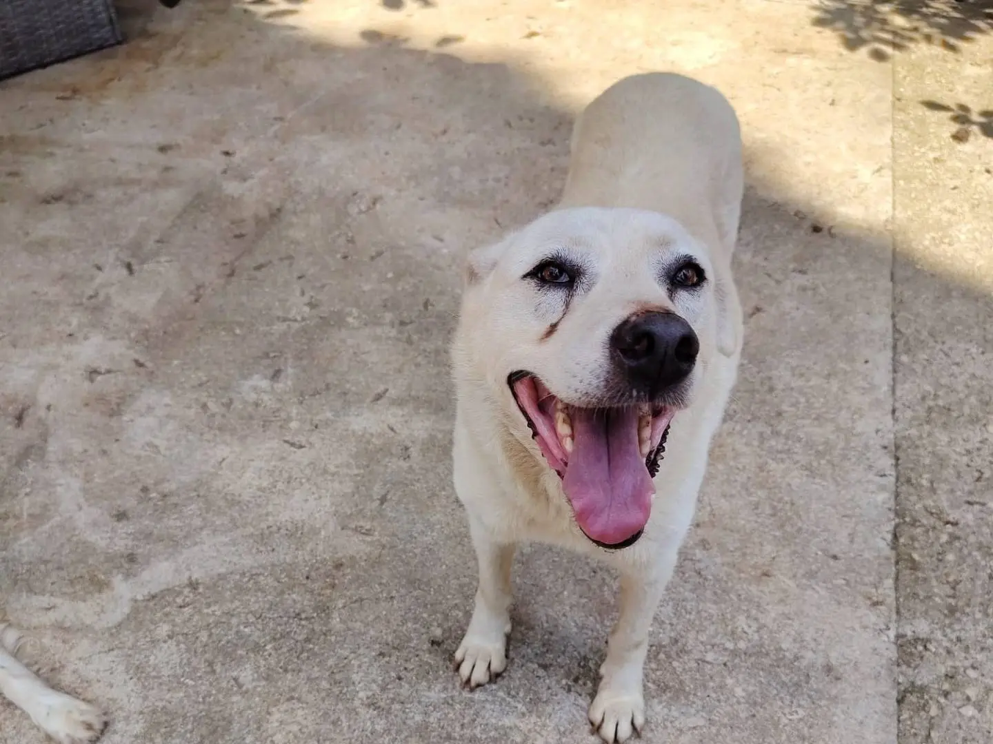 Adozione cane, femmina, Razza sconosciuta Razza sconosciuta, 9 anni e 6 mesi, taglia media, Roma