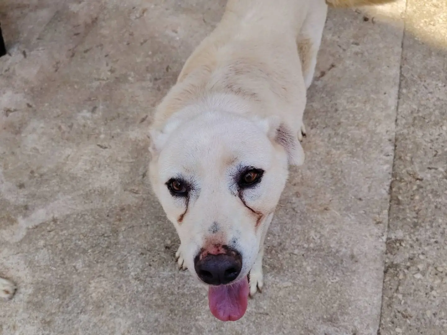Adotta un cane, femmina, 9 anni e 6 mesi, Roma