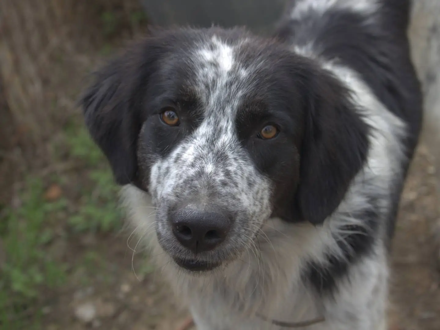 Adozione cane, maschio, Razza sconosciuta Razza sconosciuta, 3 anni e 11 mesi, taglia grande, Roma