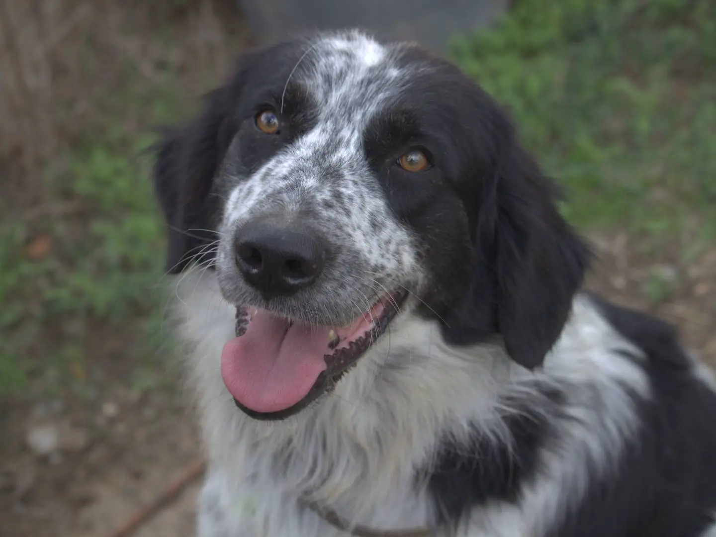 Adotta un cane, maschio, 3 anni e 11 mesi, Roma