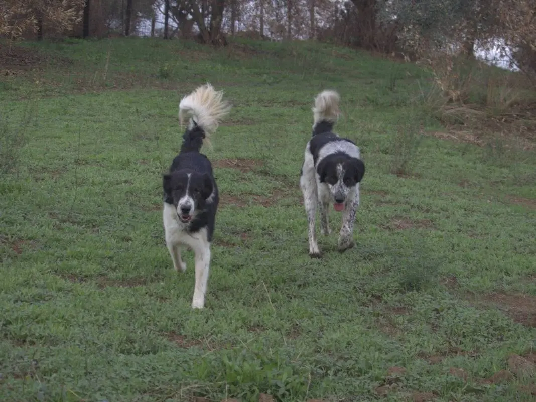 Adotta un cane, taglia grande, maschio, Roma