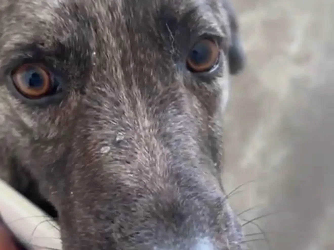 Adotta un cane, taglia media, femmina, Latina