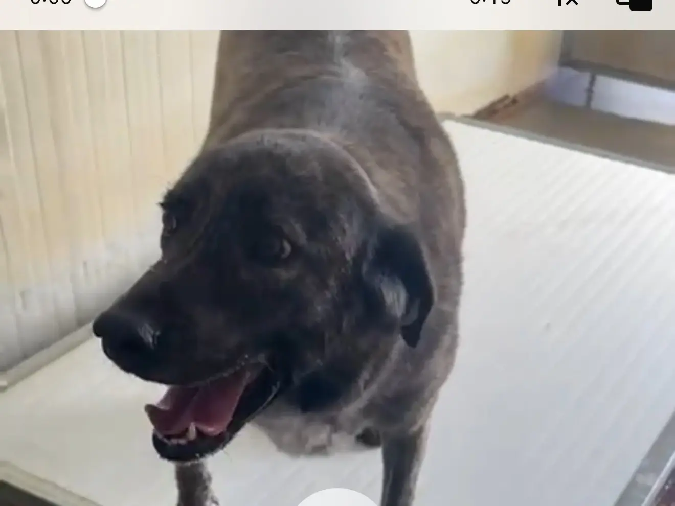 Vuoi adottare un cane a Latina?