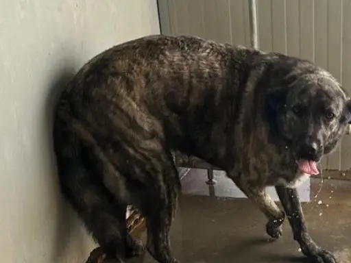 Adotta un cane, femmina, 6 anni e 9 mesi, Latina