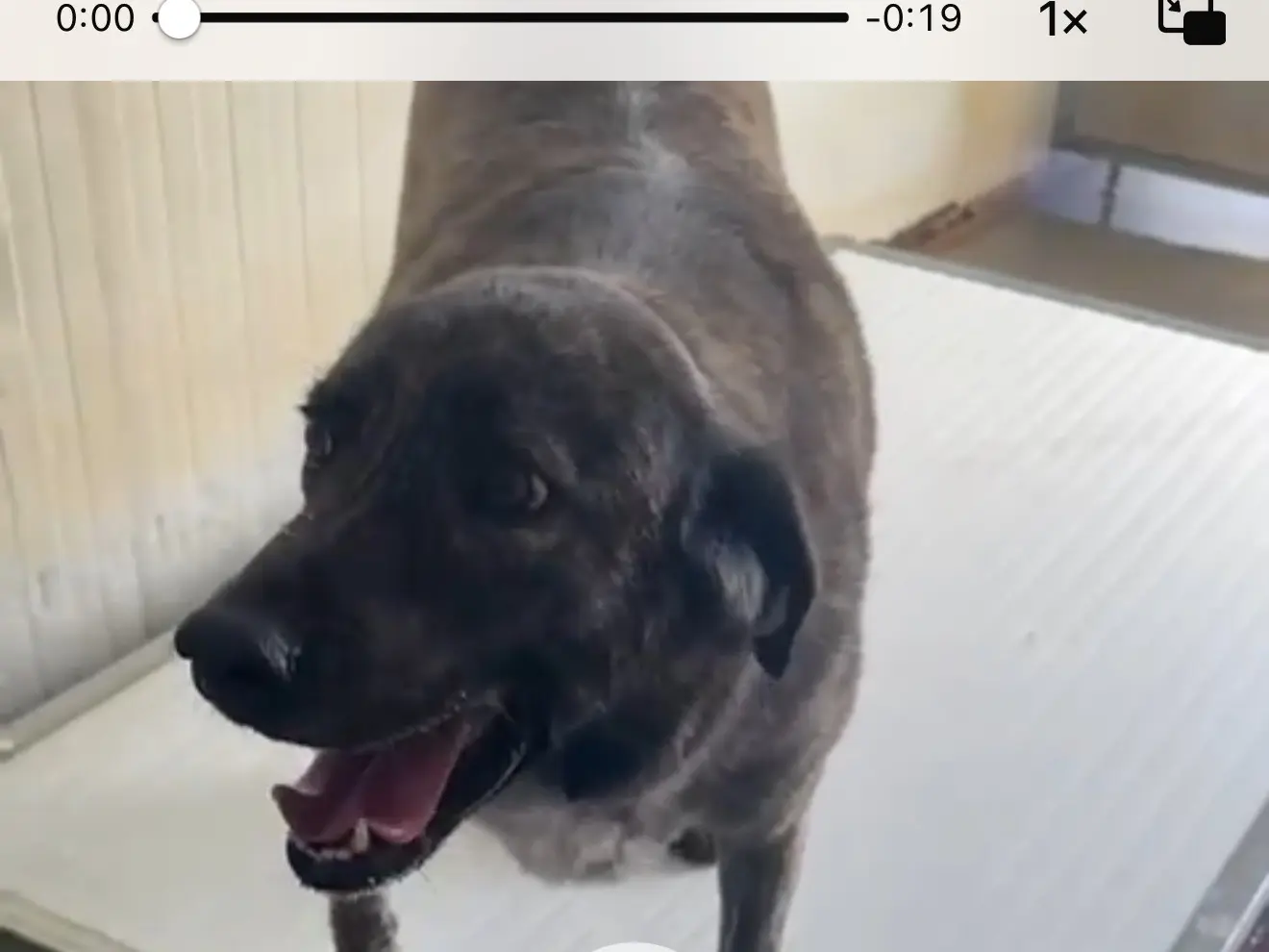 Adozione cane, femmina, Razza sconosciuta Razza sconosciuta, 6 anni e 9 mesi, taglia media, Latina