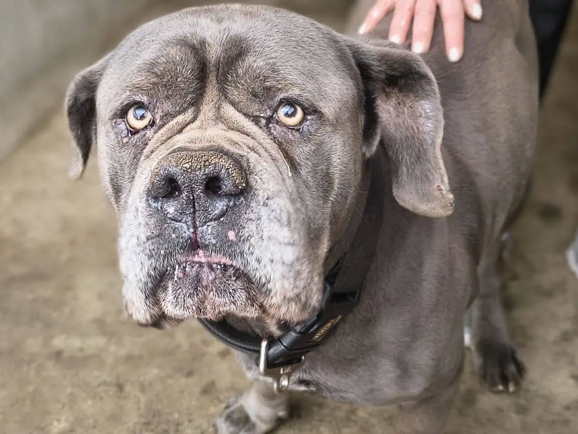 Adozione cane, maschio, Corso Razza sconosciuta, 7 anni e 4 mesi, taglia gigante, Crotone