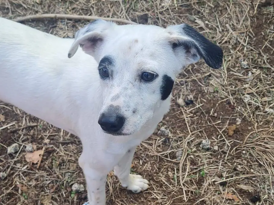 Adotta un cane, taglia piccola, maschio, Vibo