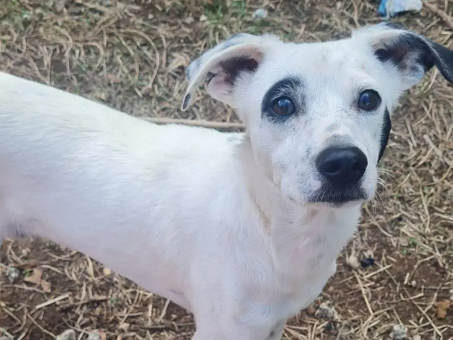 Adozione cane, maschio, Razza sconosciuta Razza sconosciuta, 1 anno e 1 mese, taglia piccola, Vibo