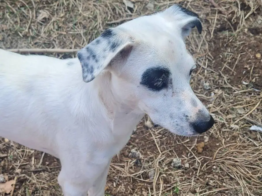 Adotta un cane, maschio, 1 anno e 1 mese, Vibo