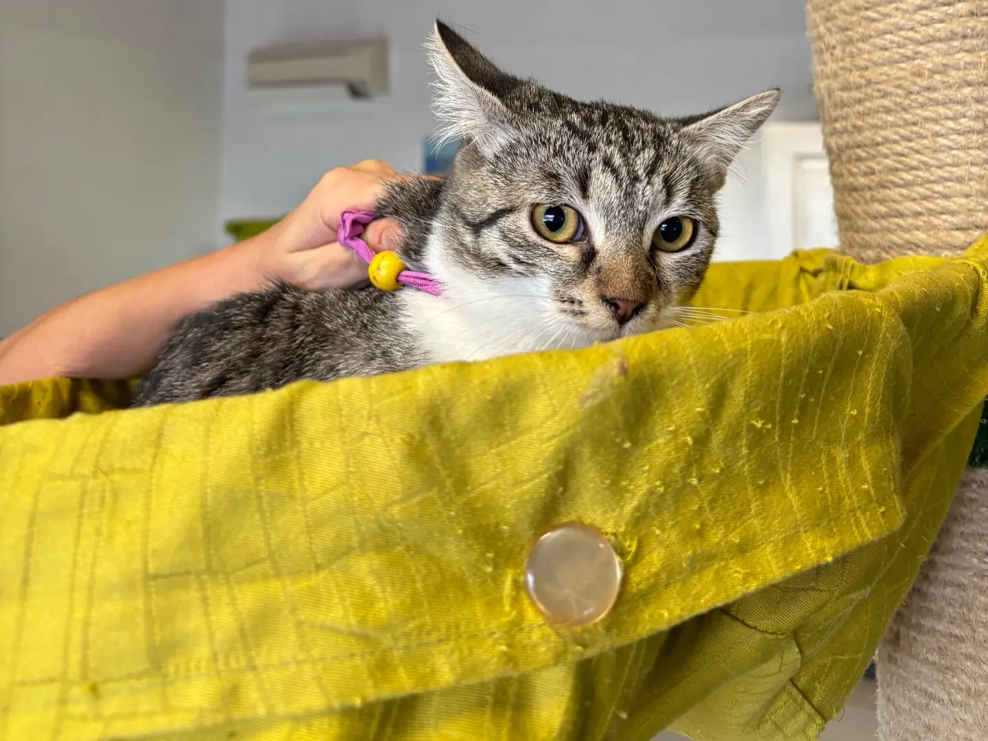 Adotta un gatto, femmina, 6 mesi, Brescia