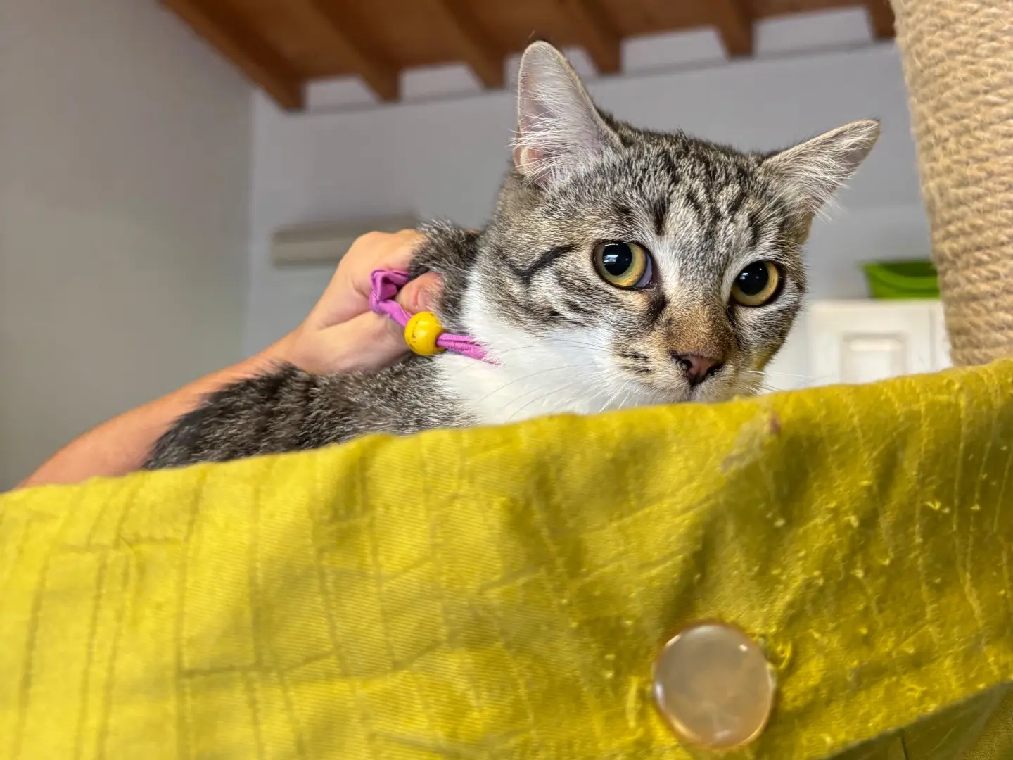 Adozione gatto, femmina, Razza sconosciuta Razza sconosciuta, 6 mesi, taglia non valida, Brescia