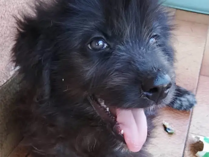 Adotta un cane, femmina, 5 mesi, Trapani