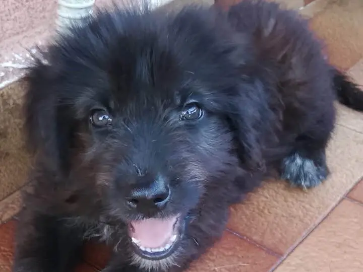 Adozione cane, femmina, Razza sconosciuta Razza sconosciuta, 5 mesi, taglia media, Trapani