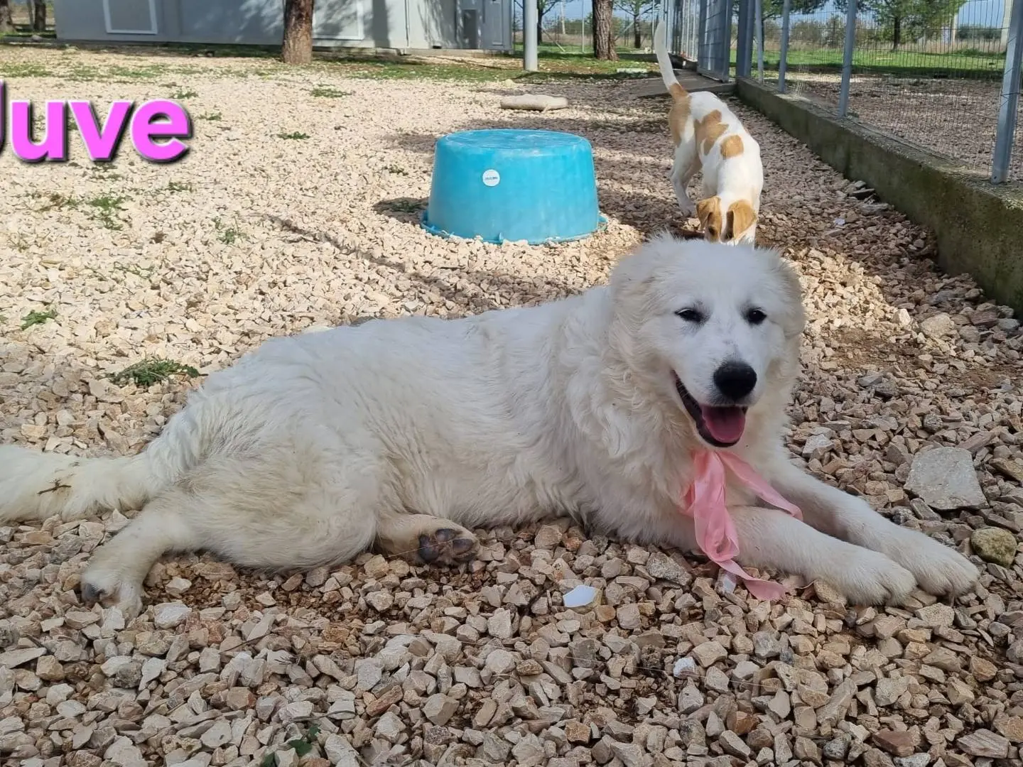 Vuoi adottare un cane a Taranto?