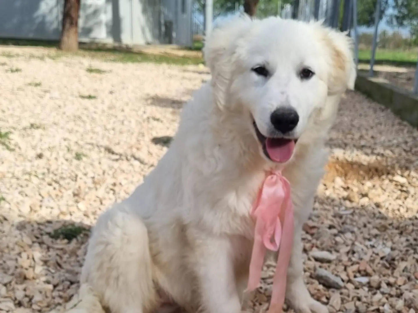 Adotta un cane, femmina, 1 anno e 2 mesi, Taranto