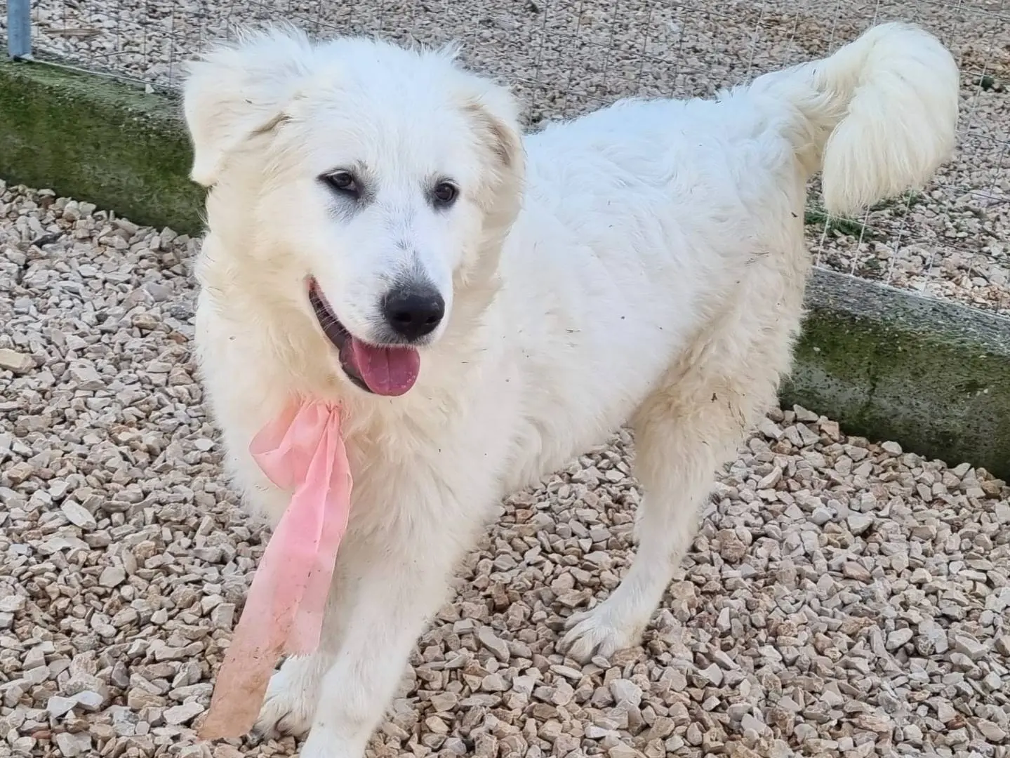 Adozione cane, femmina, Razza sconosciuta Razza sconosciuta, 1 anno e 2 mesi, taglia grande, Taranto