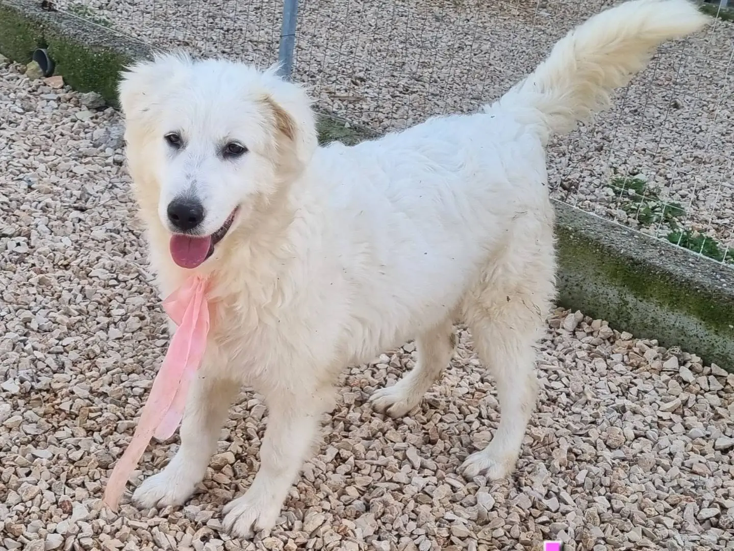 Adotta un cane, taglia grande, femmina, Taranto