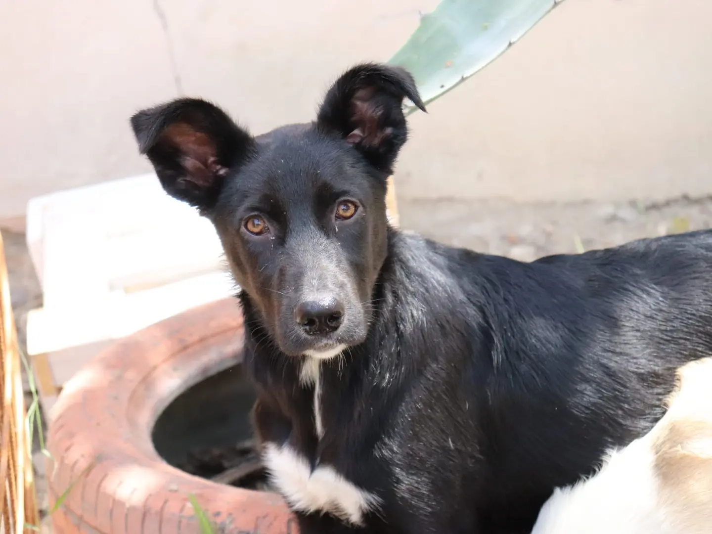 Adozione cane, femmina, Razza sconosciuta Razza sconosciuta, 1 anno e 11 mesi, taglia media, Sud