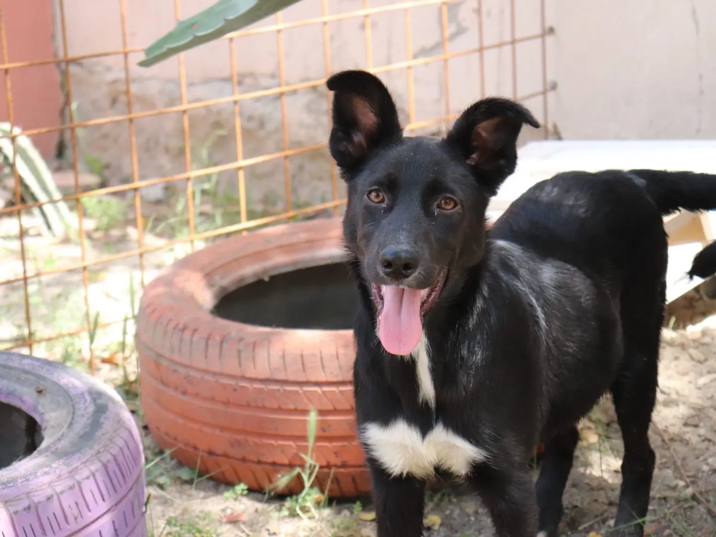 Adotta un cane, taglia media, femmina, Sud