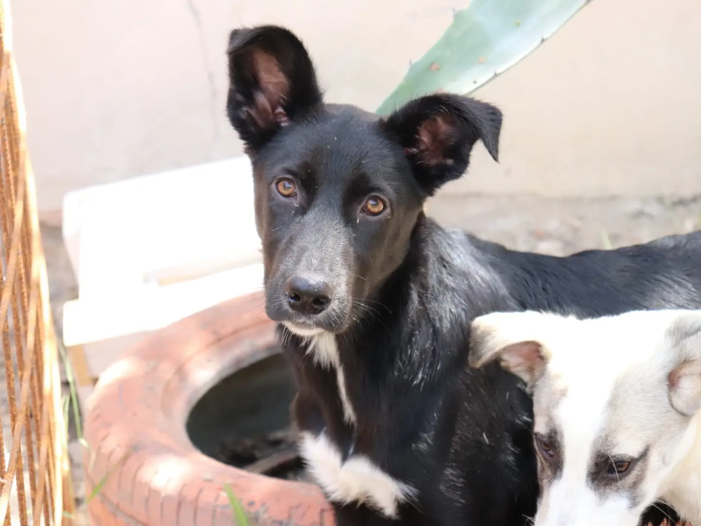 Adotta un cane, femmina, 1 anno e 11 mesi, Sud